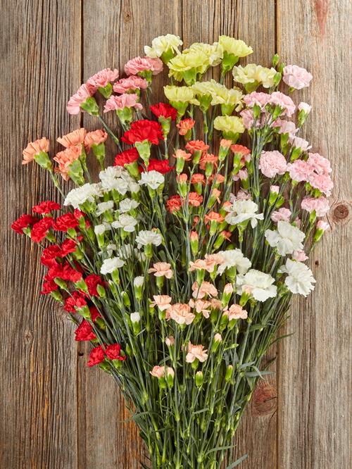 150 CARNATIONS & 50 MINI CARNS ASSORTED COMBO BOX